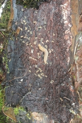 Prophysaon foliolatum