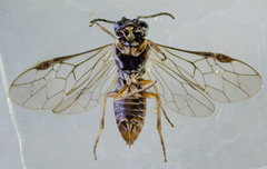 Periclista
