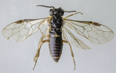 Periclista