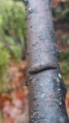 Prophysaon dubium