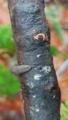 Prophysaon dubium
