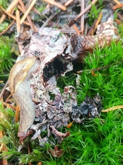 Prophysaon foliolatum