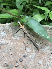 Pseudophasma bispinosum
