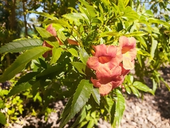 Tecoma stans