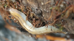 Prophysaon foliolatum