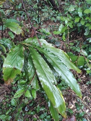 Alpinia japonica