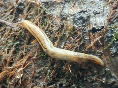 Prophysaon foliolatum