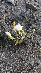 Atrichoseris platyphylla