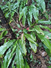Alpinia japonica