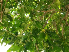Barringtonia asiatica