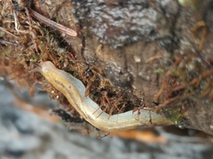 Prophysaon foliolatum