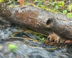 Prophysaon foliolatum