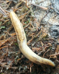 Prophysaon foliolatum