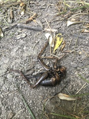 Deinacrida heteracantha