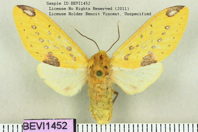 Symphlebia obliquefasciatus
