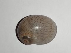 Naticarius stercusmuscarum