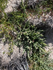Salicornia blackiana