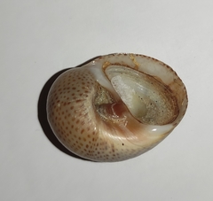 Naticarius stercusmuscarum