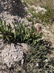 Salicornia blackiana