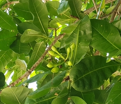 Barringtonia asiatica