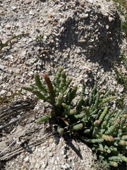 Salicornia blackiana