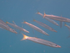 Sphyraena flavicauda