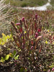 Salicornia blackiana