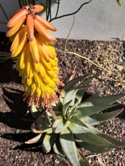 Aloe