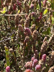 Salicornia blackiana