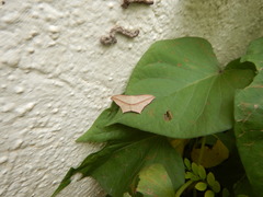 Timandra convectaria