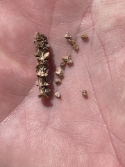 Salicornia blackiana