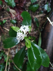 Daphne kiusiana
