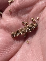 Salicornia blackiana