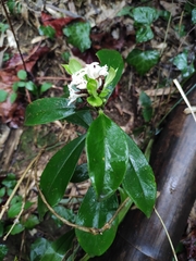 Daphne kiusiana