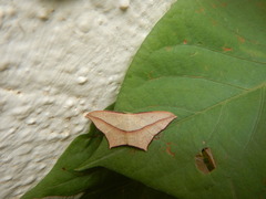 Timandra convectaria