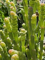Salicornia blackiana