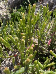 Salicornia blackiana