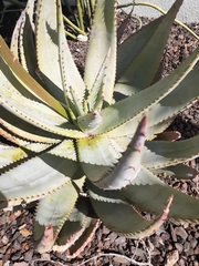 Aloe