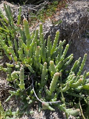 Salicornia blackiana