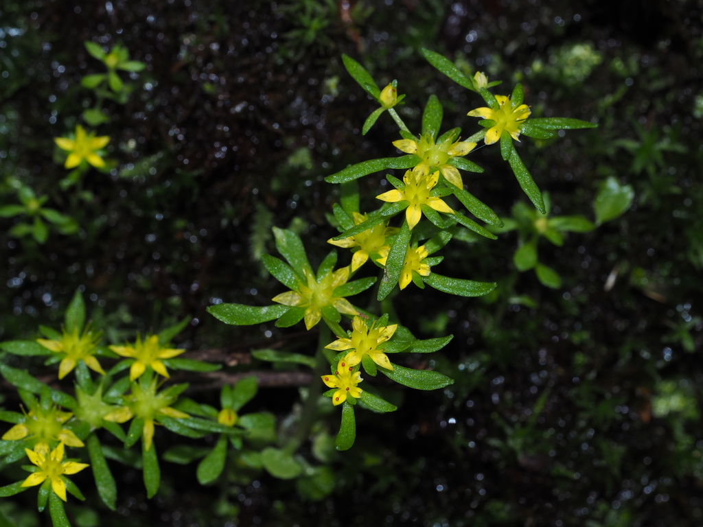Sedum tianmushanense