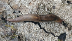 Prophysaon foliolatum