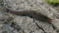 Prophysaon foliolatum