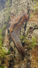 Prophysaon foliolatum