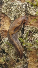 Prophysaon foliolatum