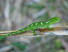 Naultinus punctatus