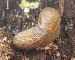 Prophysaon foliolatum