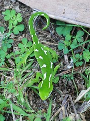Naultinus punctatus