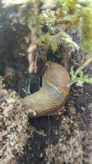 Prophysaon foliolatum