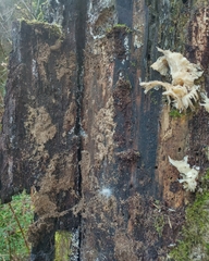 Prophysaon foliolatum