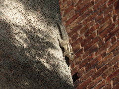 Funambulus pennantii